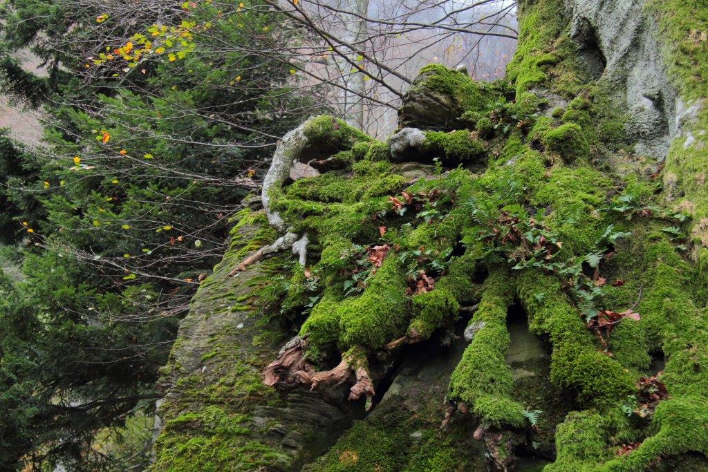 Novembre a Sasso Fratino